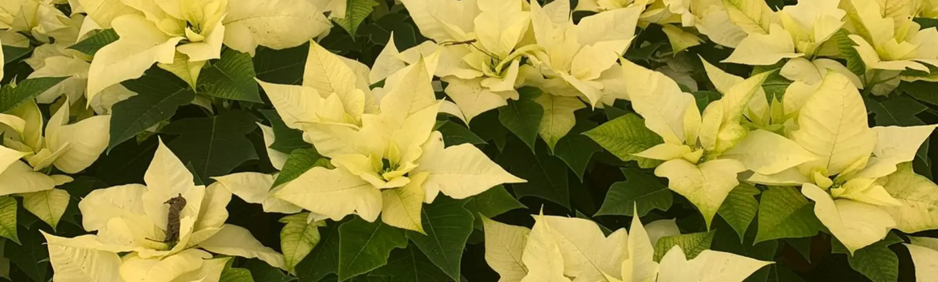 Flor