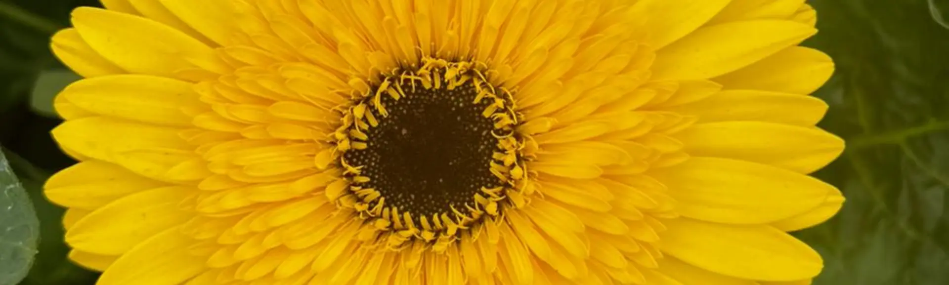 Flor