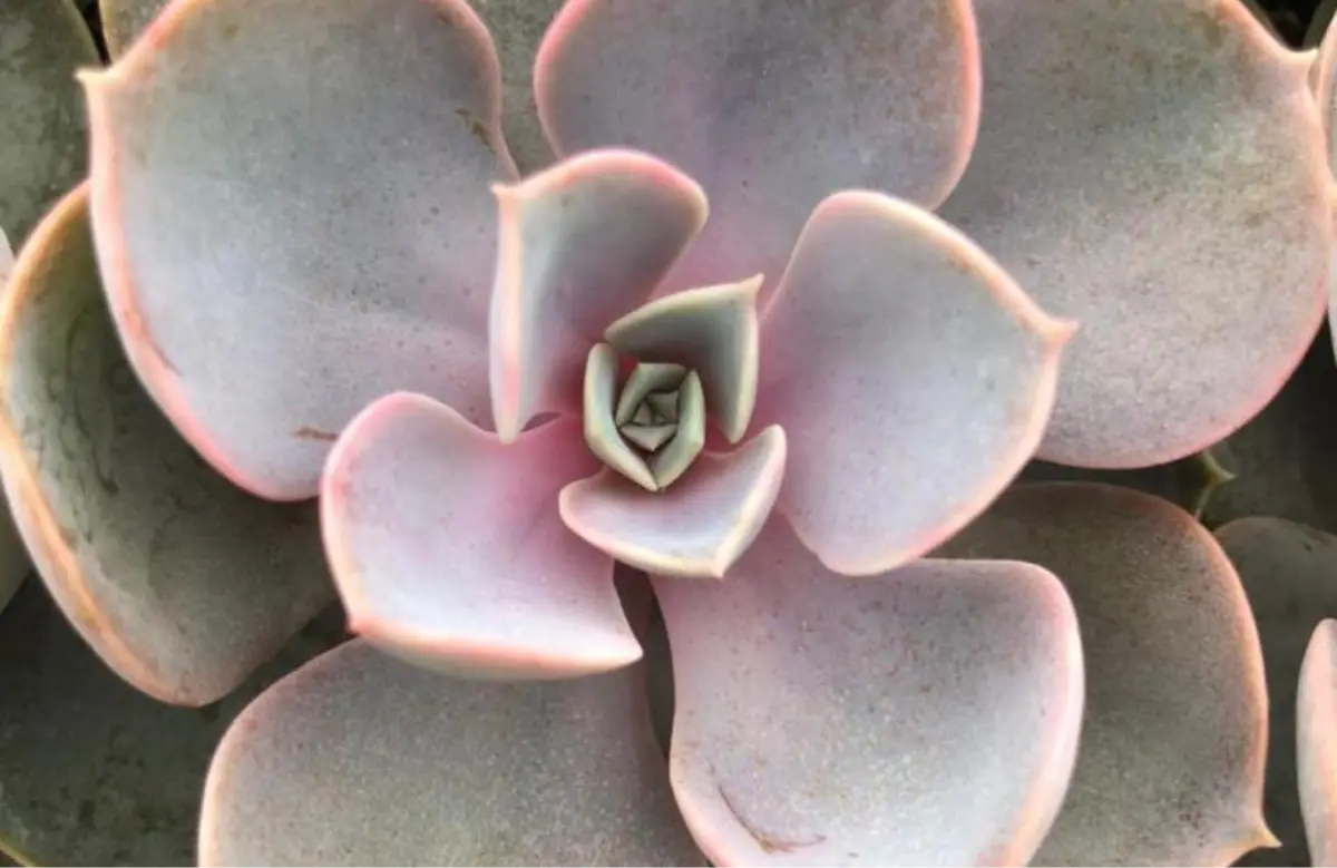 Ornamentales
