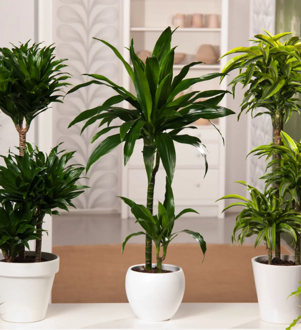 Arborícolas
