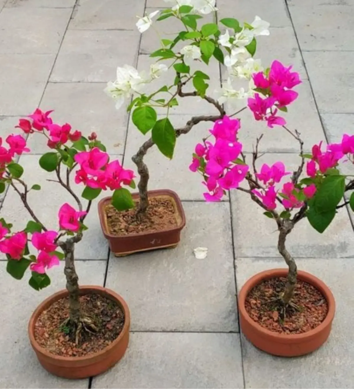Bugambilias