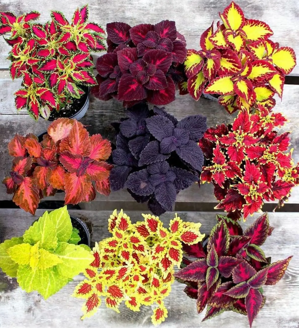 Coleus