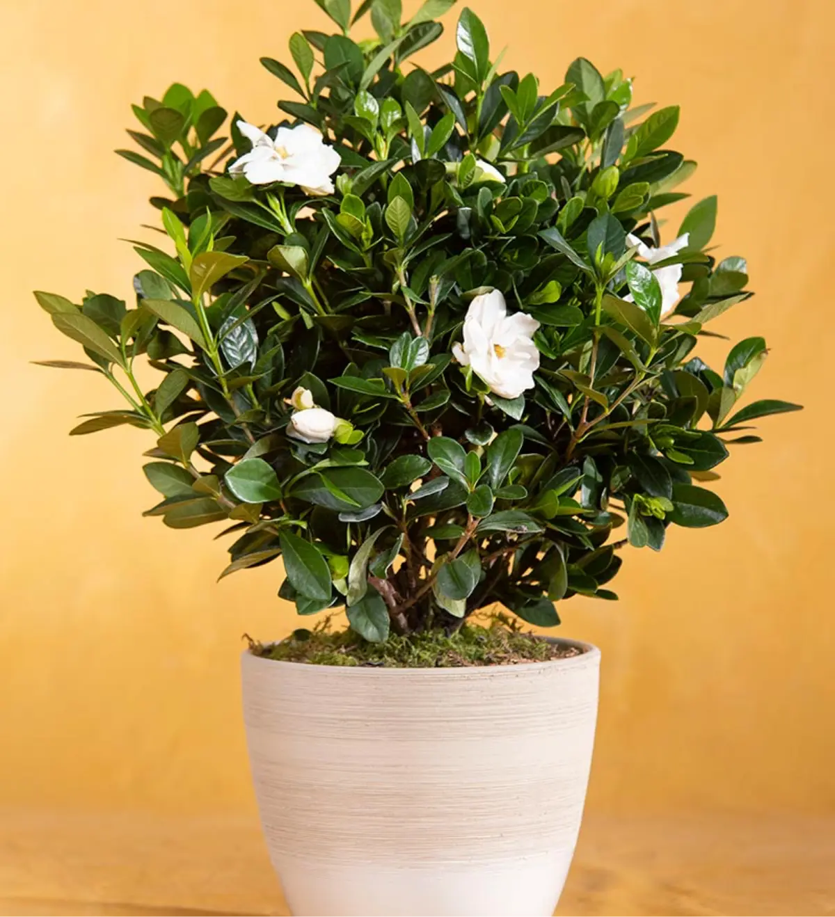 Gardenia