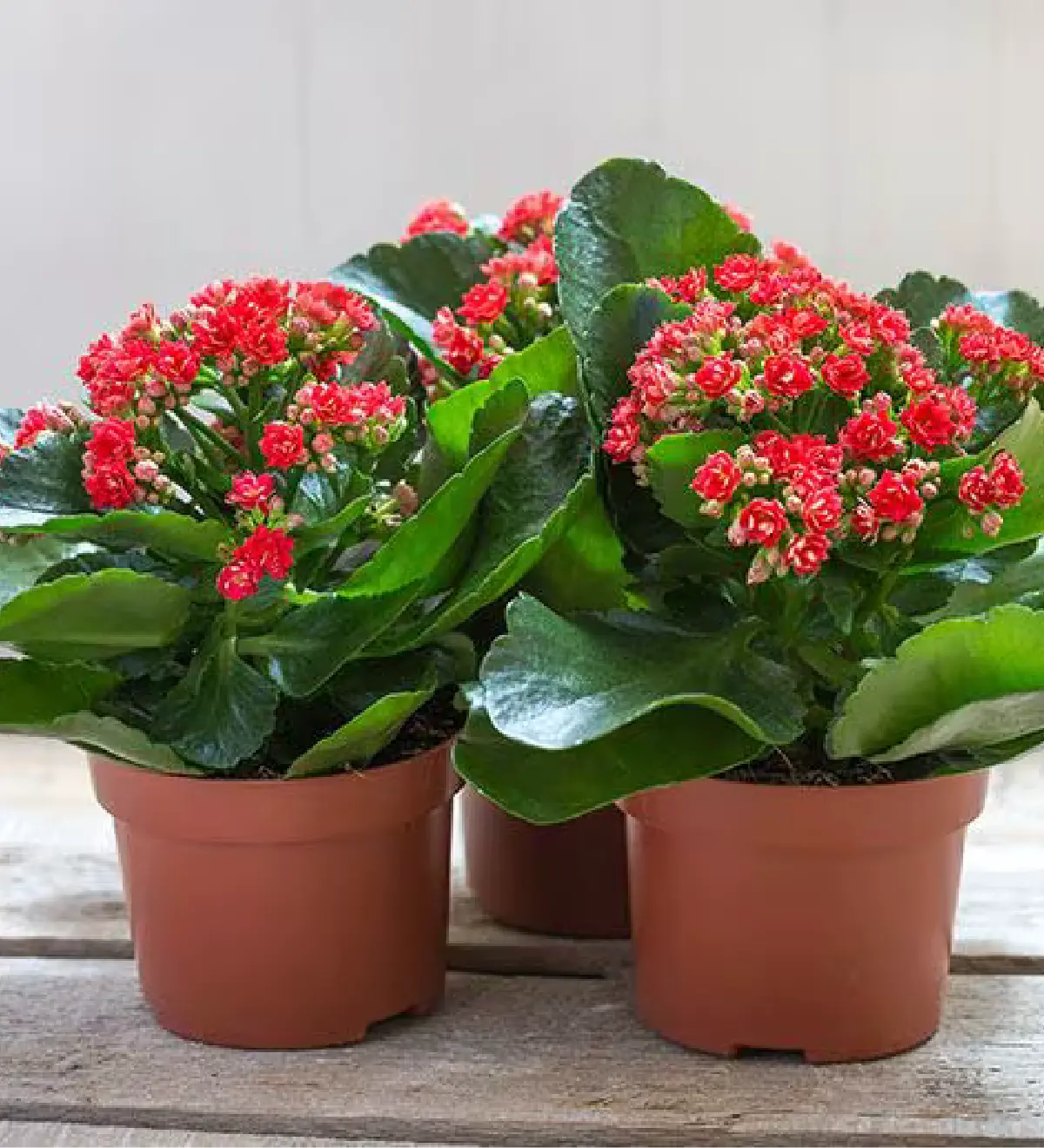 Kalanchoes