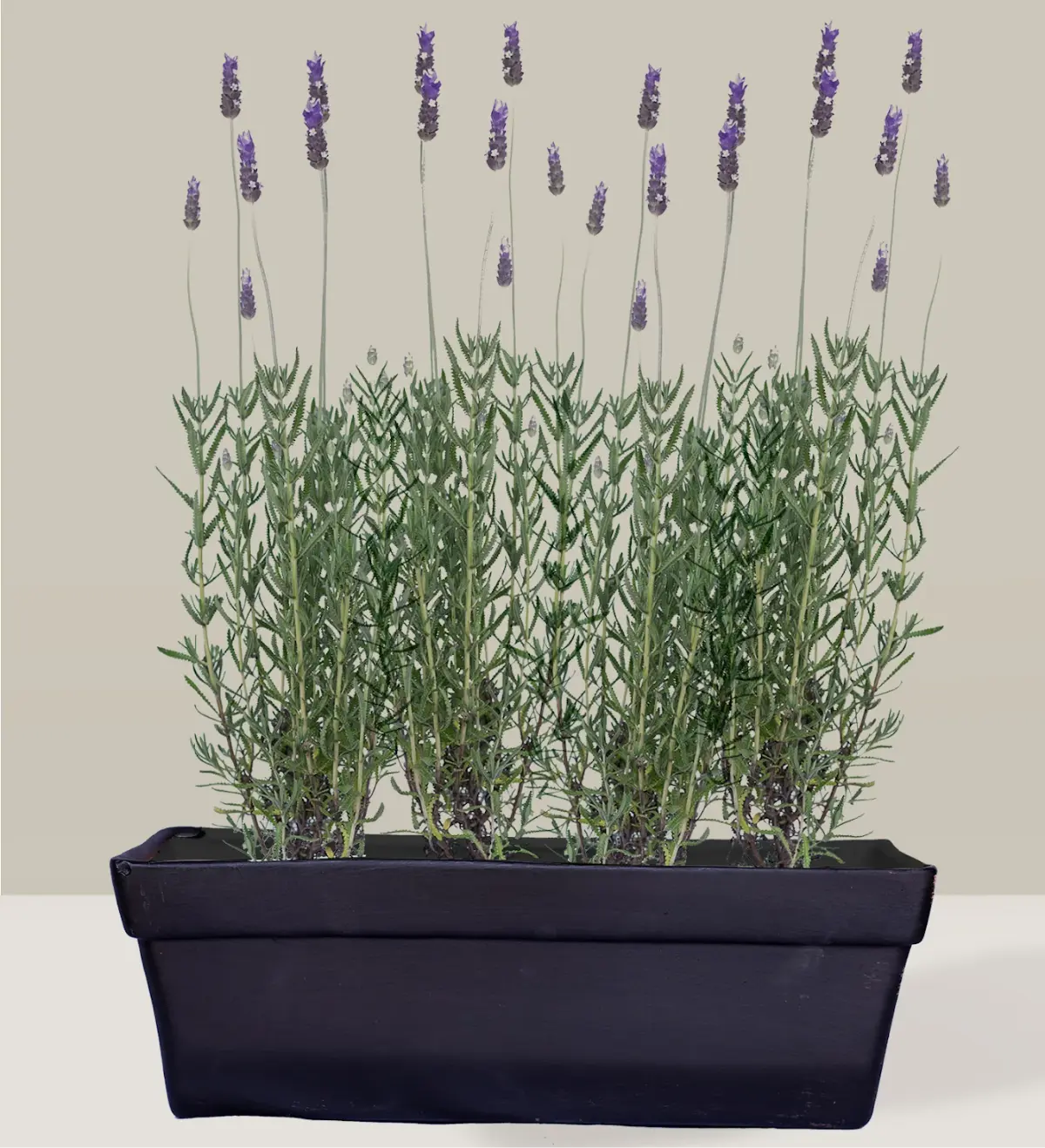 Lavanda