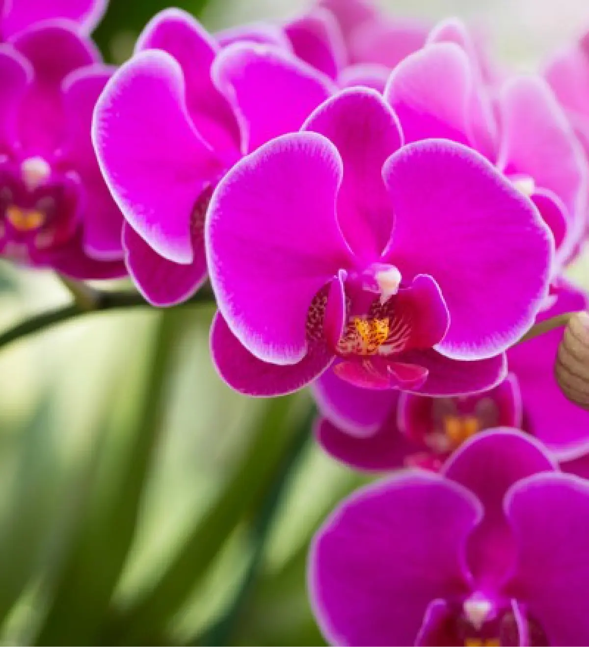 Orquídeas phalaenopsis