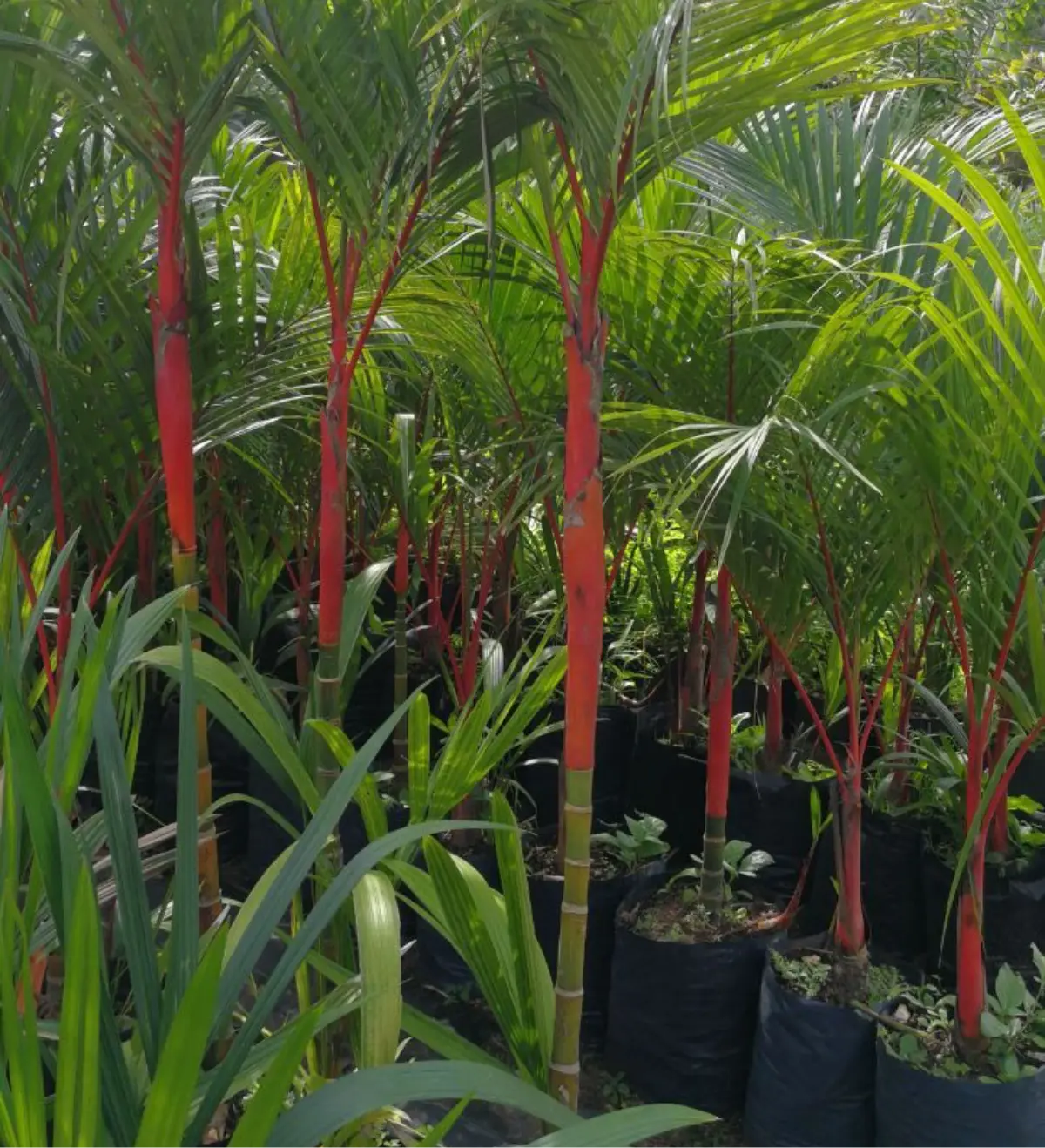 Palmas