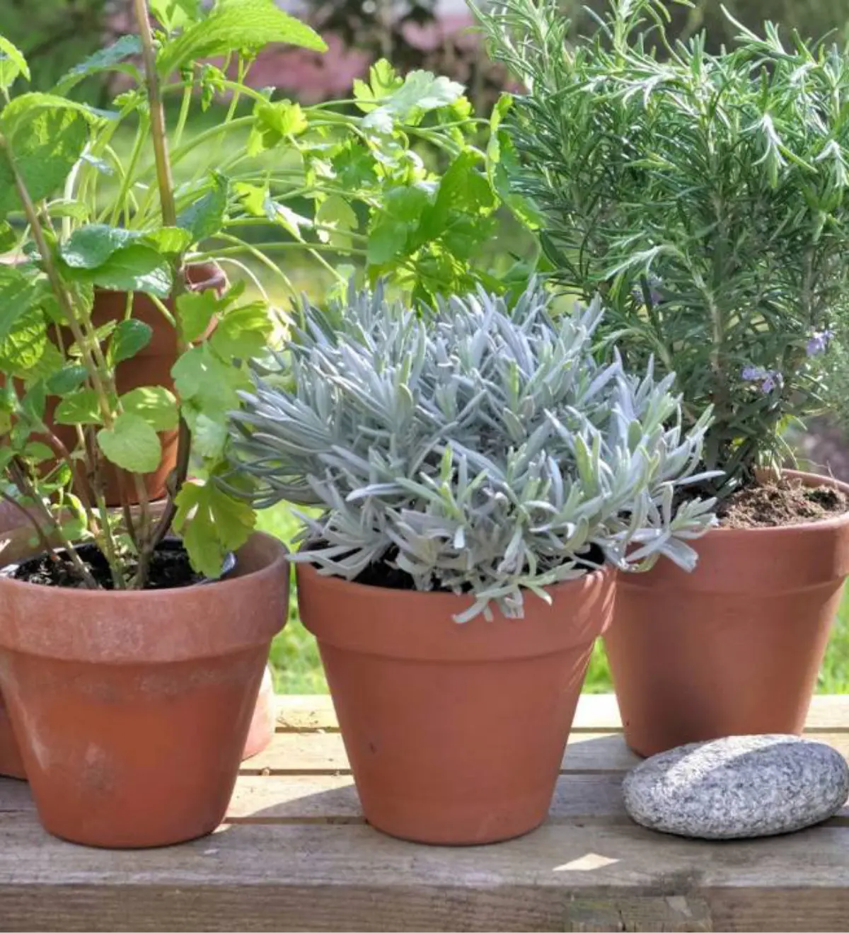 Plantas aromáticas
