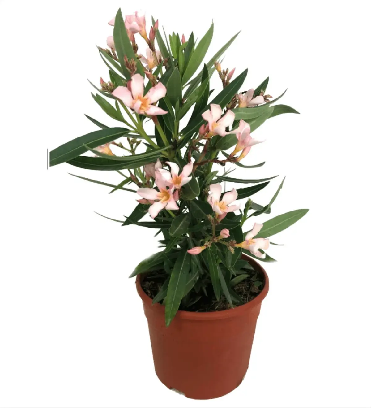 Rosa laurel