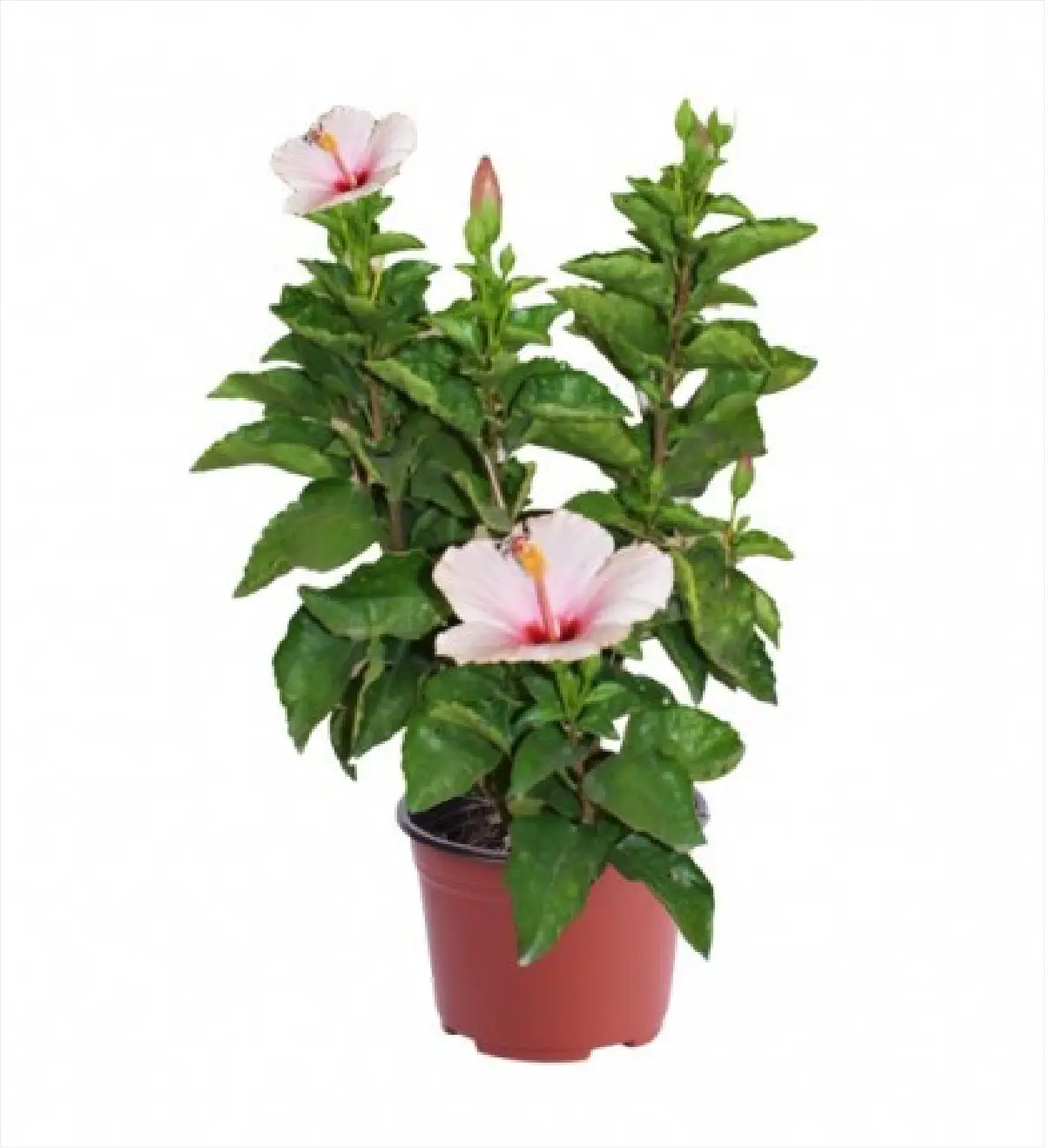 Tulipán hibiscus